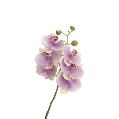 Spray Orchid 36"