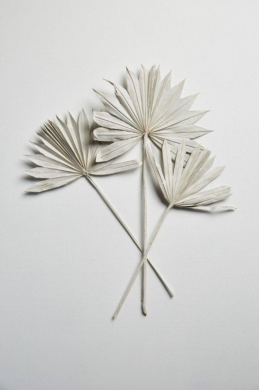 Sun Palm Fan Leaves -White Paint Wash - Per Stem