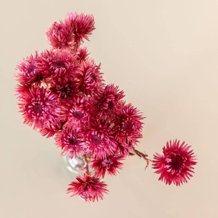 Silver Daisy- Framboise Per Bundle