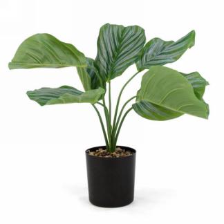 Green Foliage Plant in Black Pot