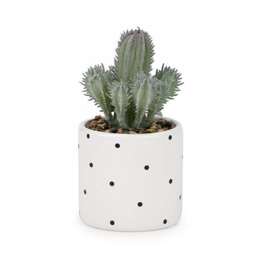 Cactus in Polka Dot Pot