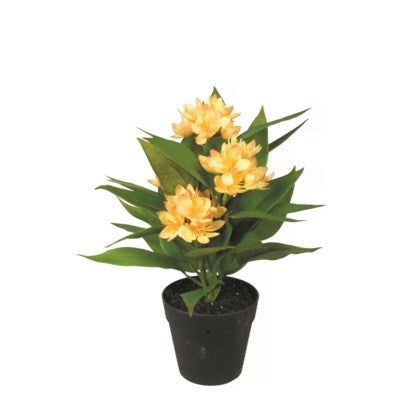 Yellow Tropical Potted Plant