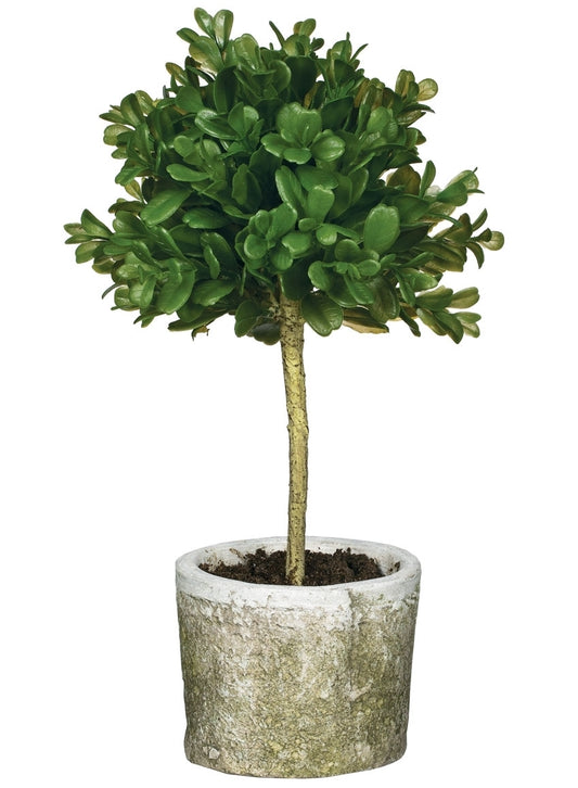 Mini Boxwood Topiary