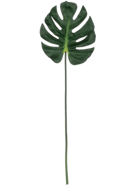 SPLIT LEAF PHILODENDRON STEM