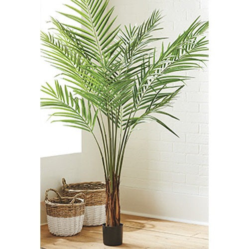 5' Potted Palm Tree