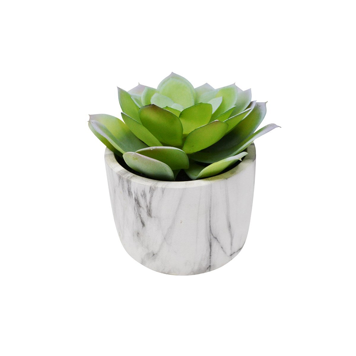 Succulent in marbled pot