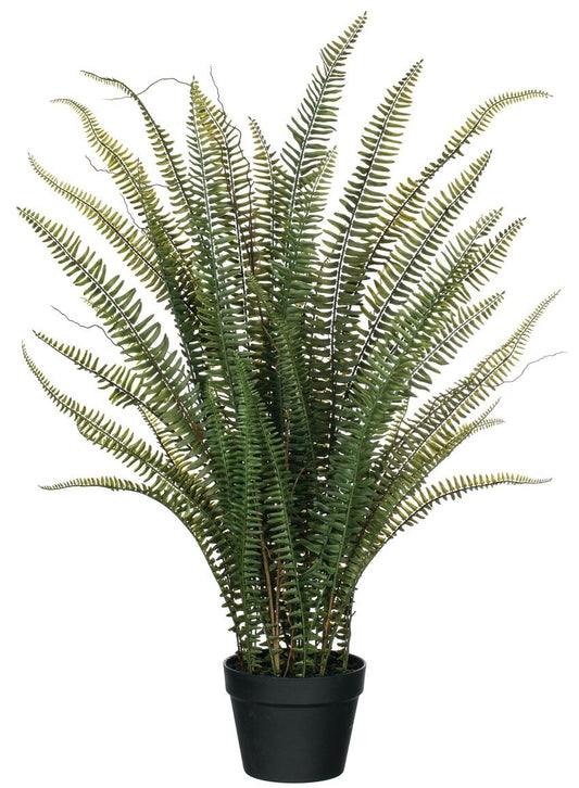 Potted Fern 0559
