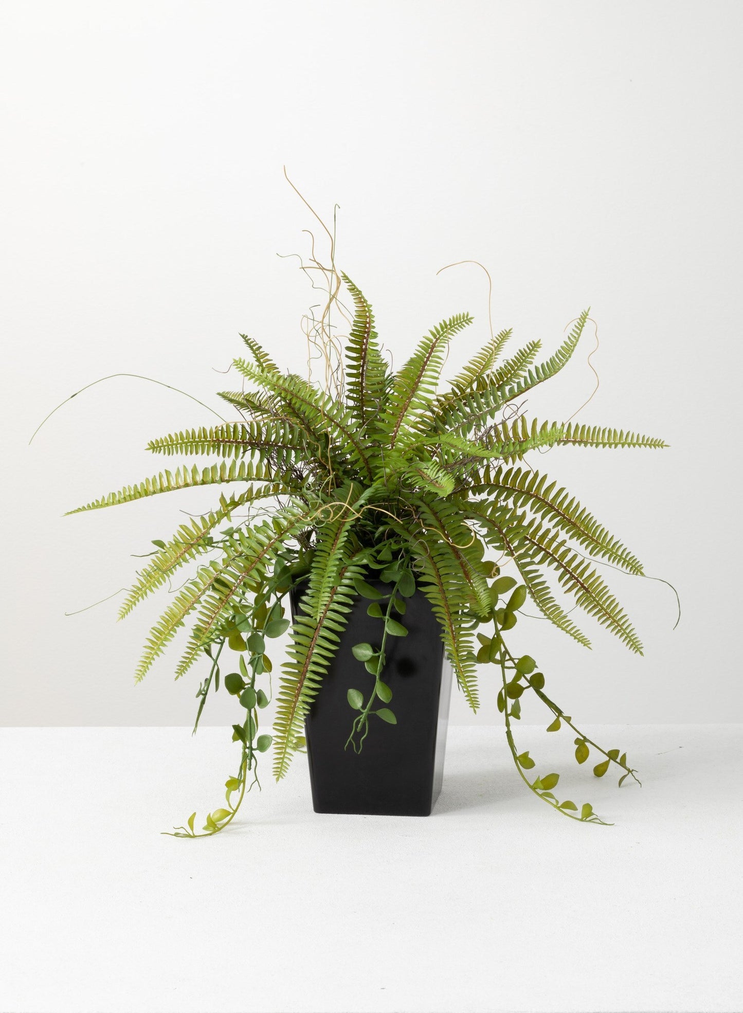 Potted Fern 02573