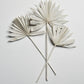 Sun Palm Fan Leaves -White Paint Wash - Per Stem