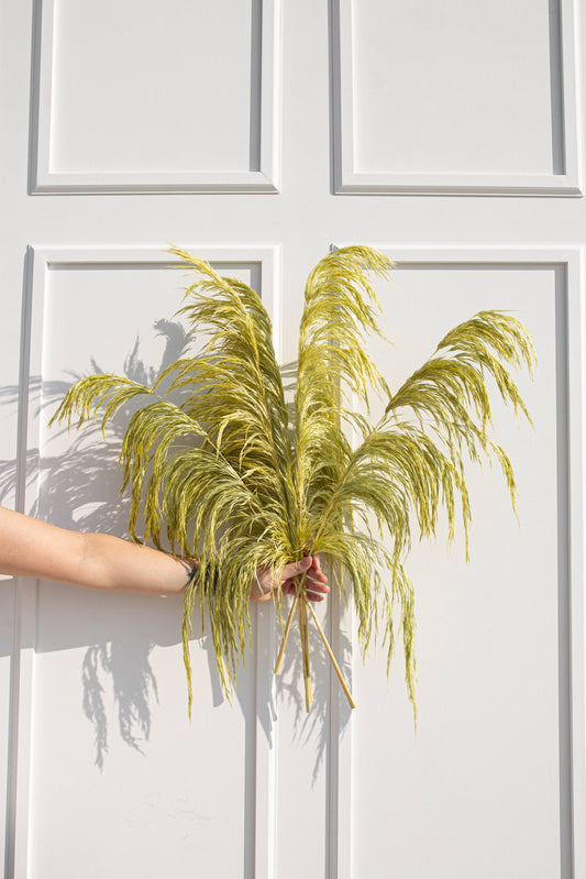 Silky Preserved Light Green Pampas Grass