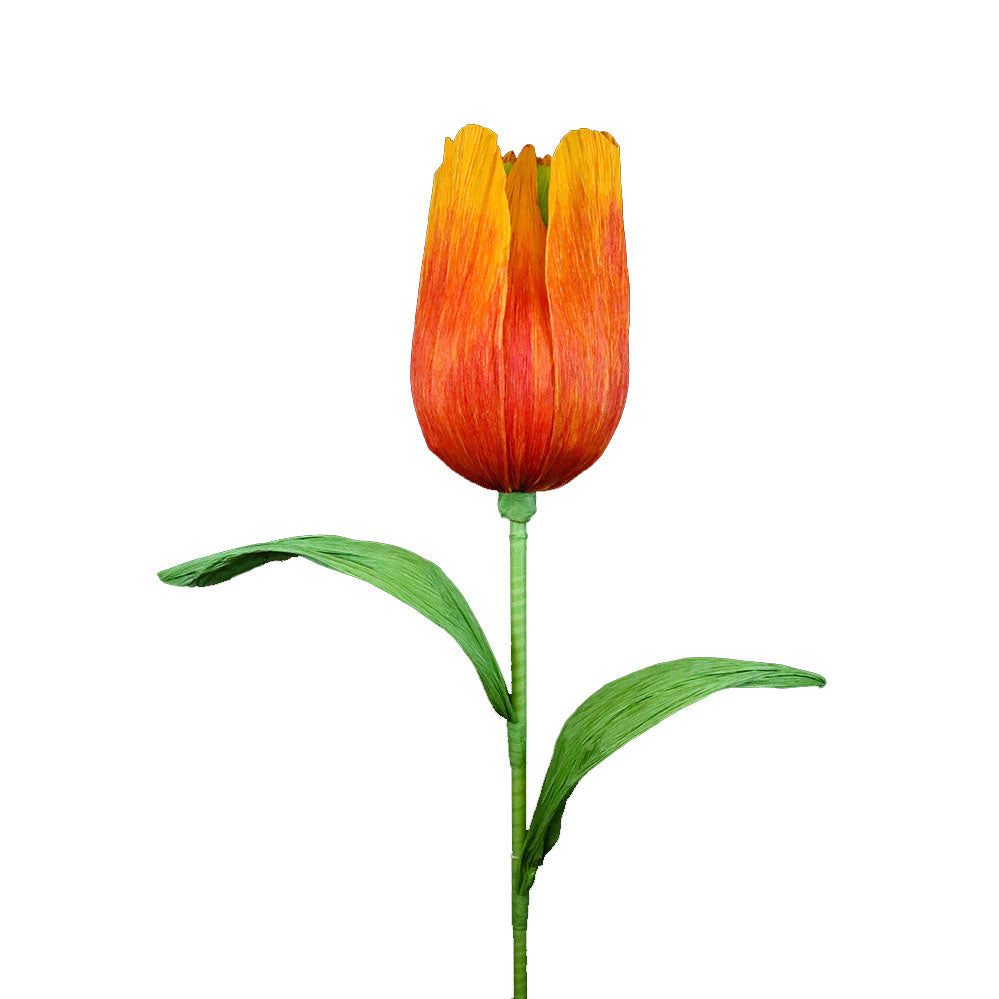Extra Large Orange Tulip