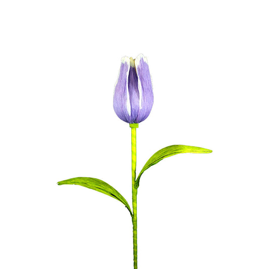 Lavender Tulip