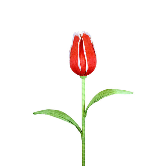 Red-Orange Tulip